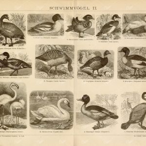 1882 VINTAGE Print - Swimming Birds - Mandarin Duck, Cormorant