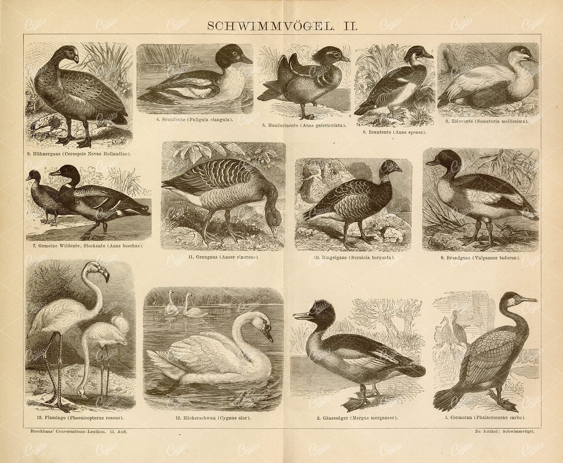 1882 VINTAGE Print - Swimming Birds - Mandarin Duck, Cormorant