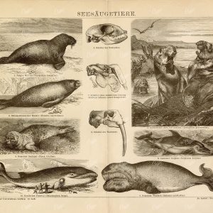 SEA MAMMALS Vintage 1882 Print - Manatee, Sea Elephant, Dolphin
