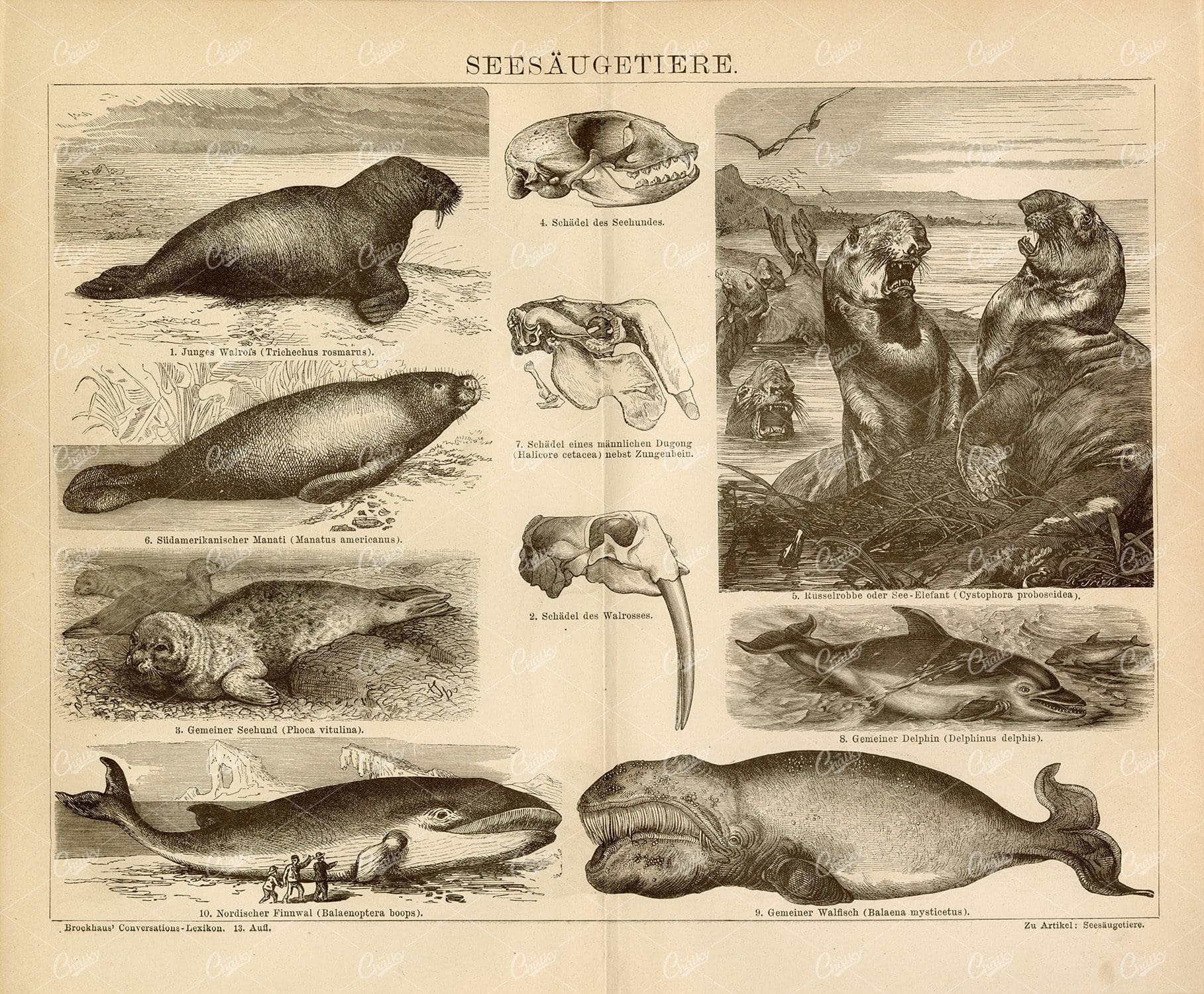 SEA MAMMALS Vintage 1882 Print - Manatee, Sea Elephant, Dolphin