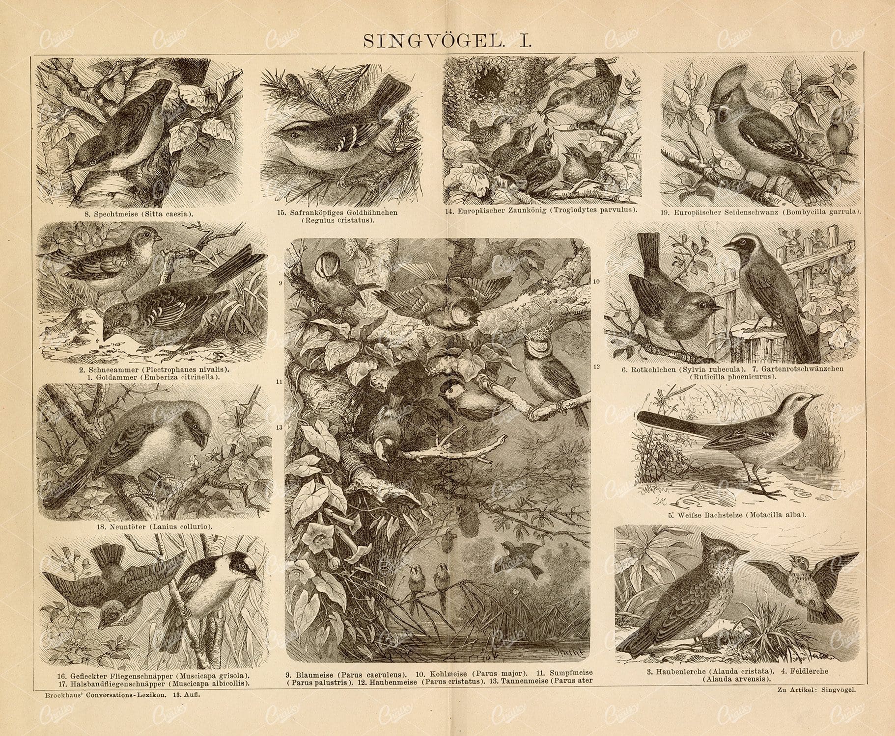 SONGBIRDS Vintage 1882 Print - Goldammer, Crested Lark, Robin