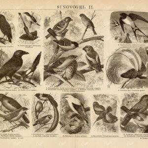 SONGBIRDS Vintage 1882 Print - Starling, Bird Of Paradise, Nightingale