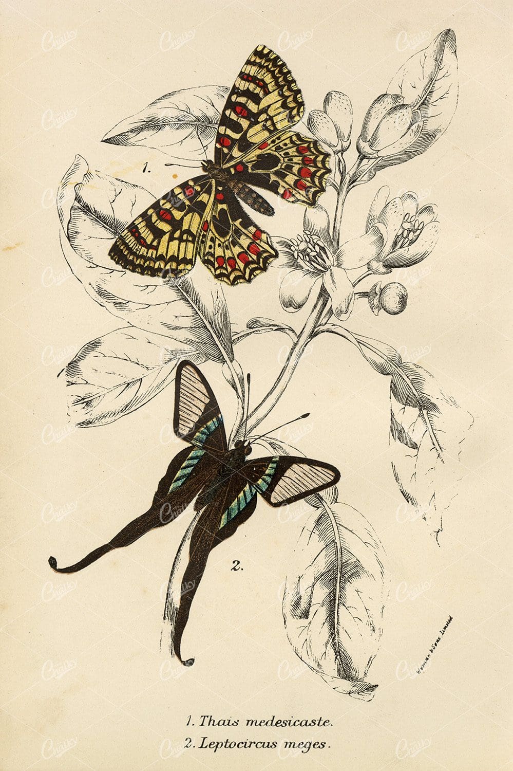Vintage Coloured Butterfly Print - Lloyd's Natural History 1896