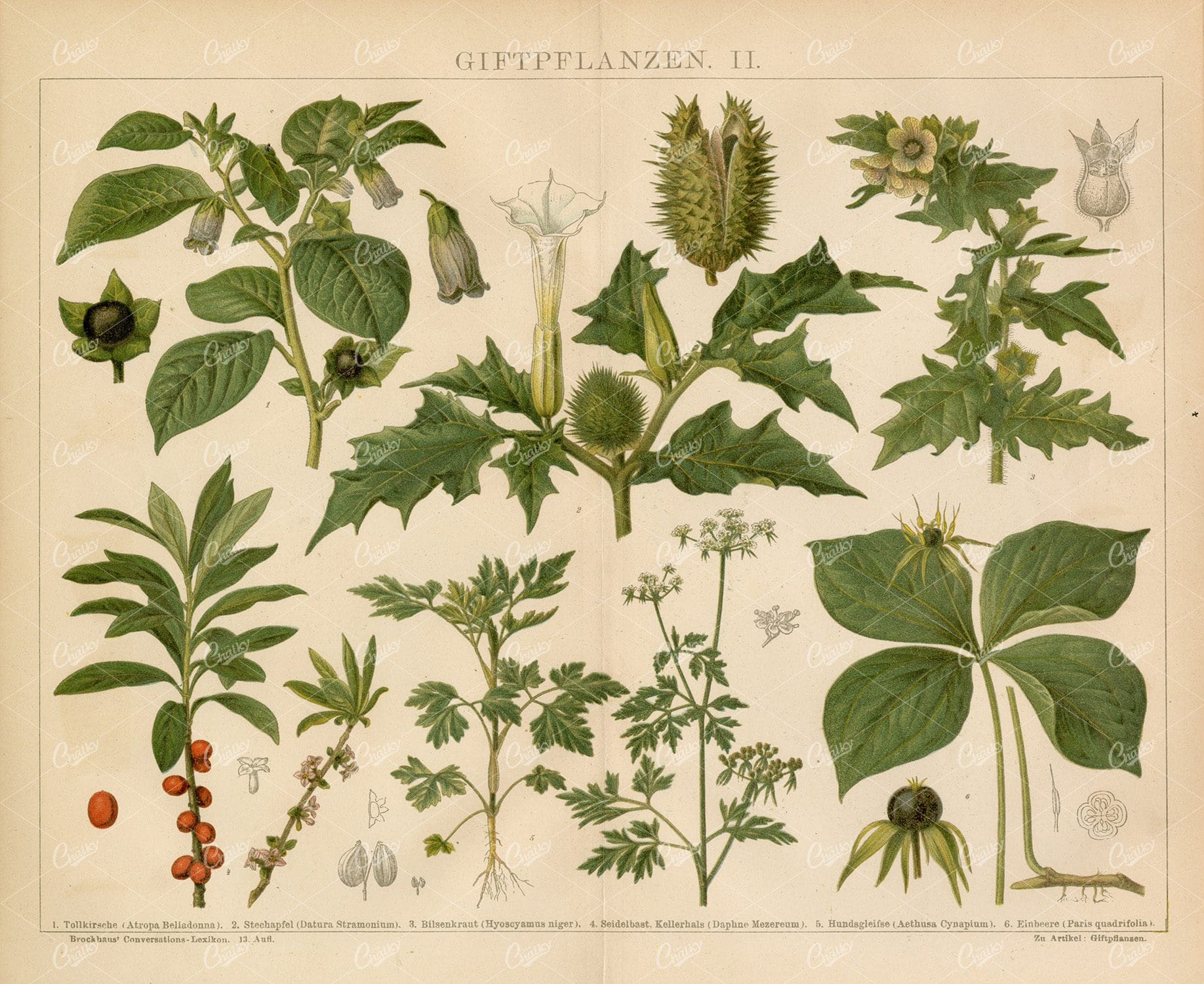 POISONOUS Plants Vintage Print - Belladonna, Thorn Apple