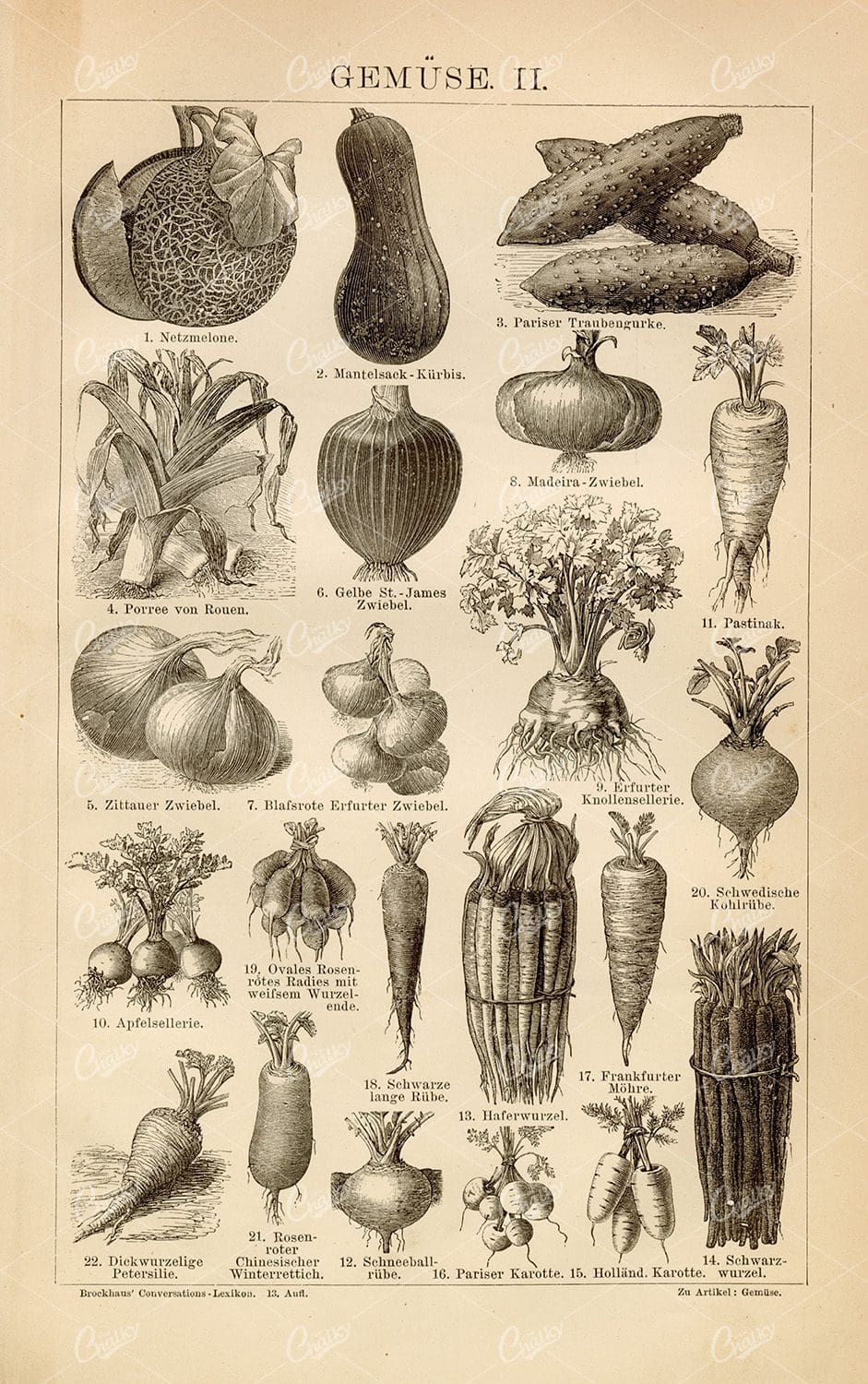 VEGETABLES, Persian Grape Cucumber, Black Root, Thick-Rooted Parsley