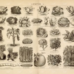 VINTAGE Vegetables Print , Broad Bean, Spinach, Pith Cabbage - 1882