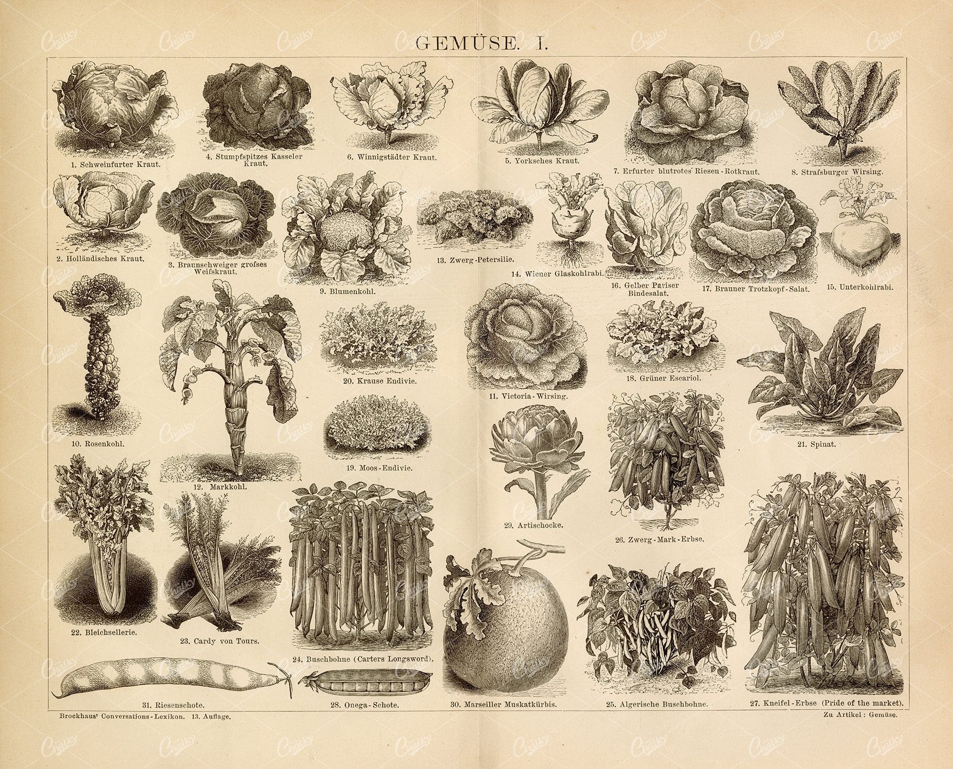 VINTAGE Vegetables Print , Broad Bean, Spinach, Pith Cabbage - 1882