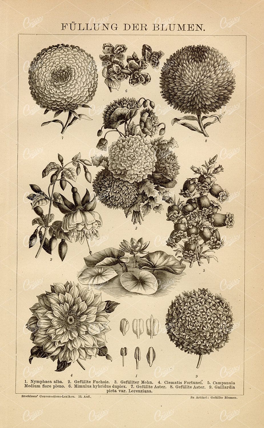 1882 VINTAGE Flower Print - Stuffed Fuchsia, Stuffed Poppy Seeds