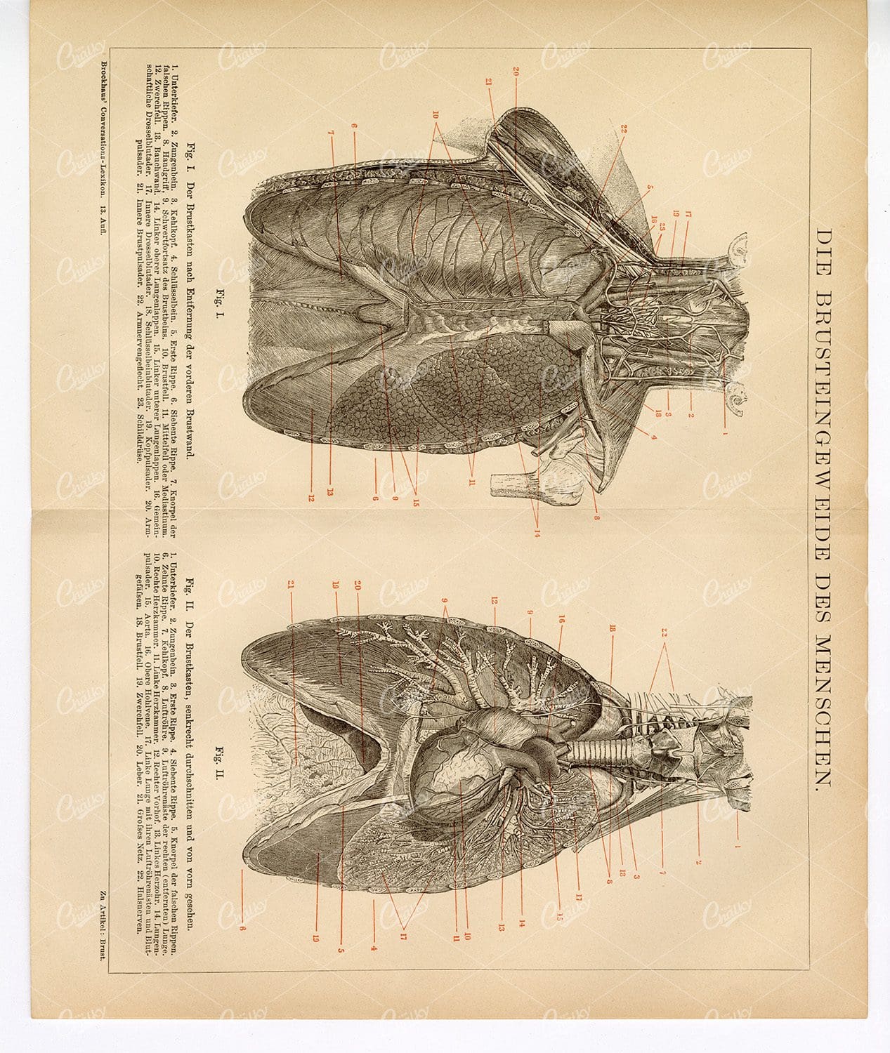 HUMAN Thoracic Viscera - Vintage  Encyclopedia 1882 Print
