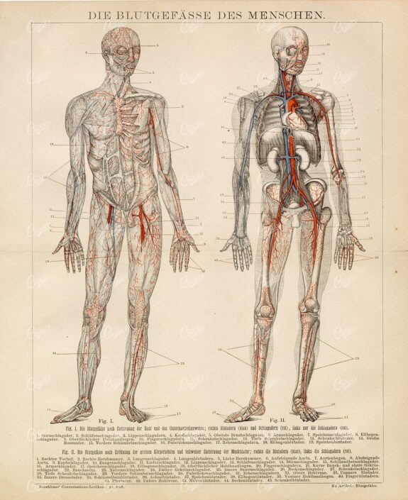 HUMAN Blood Vessels - Vintage 1882 Encyclopedia Print