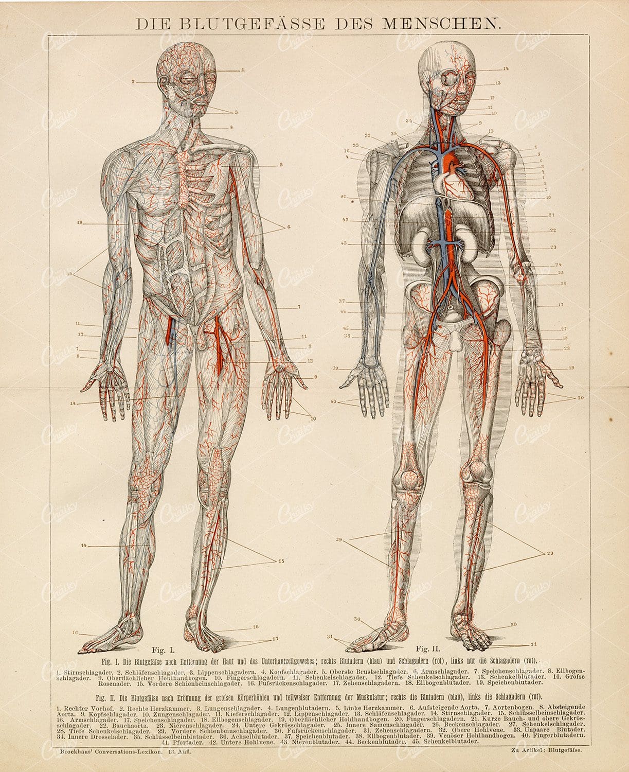 HUMAN Blood Vessels - Vintage 1882 Encyclopedia Print