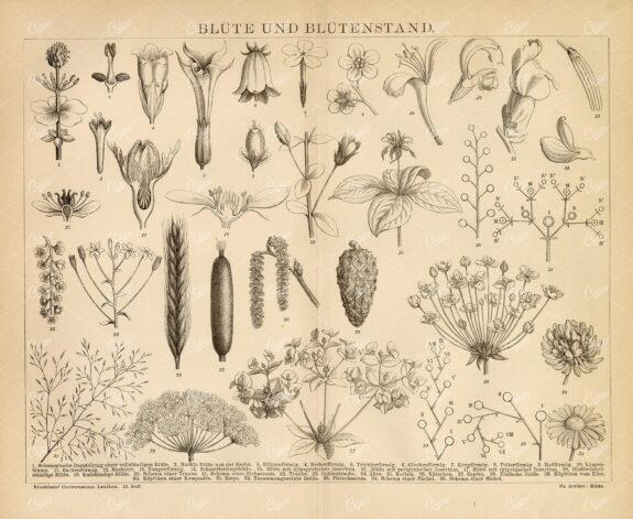 VINTAGE 1882 Encyclopedia Print - Bloom and Inflorescence