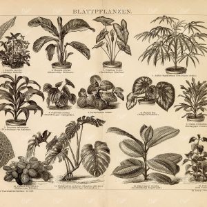 VINTAGE 1882 Print - Foliage Plants -Two-Tone Caladium, Magnificent Sonerila