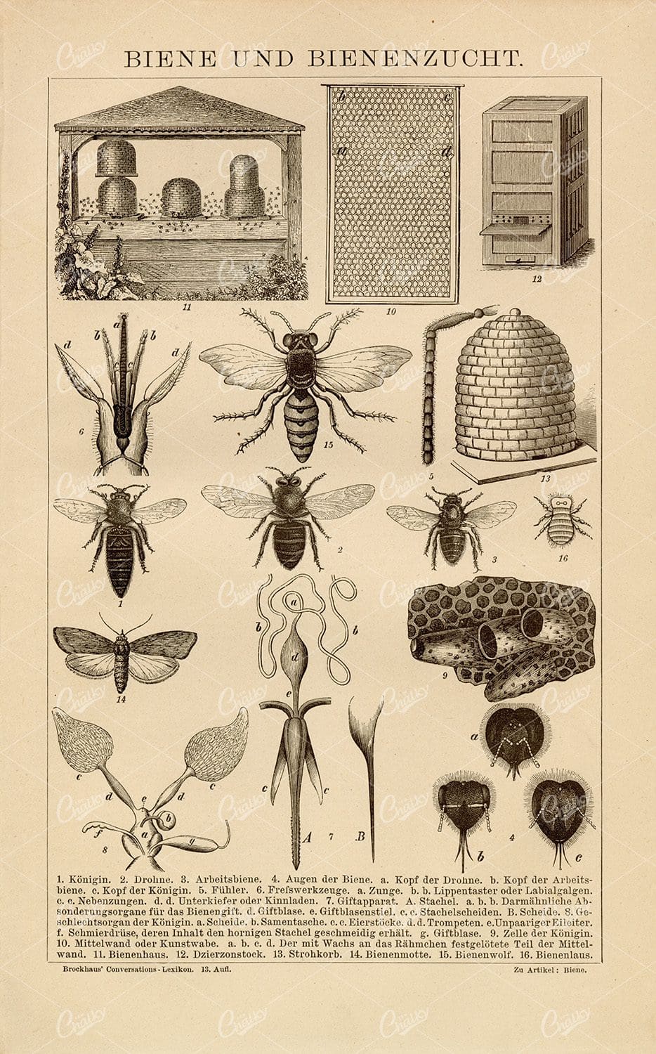 BEES and Beekeeping - Old Encyclopedia Print 1882