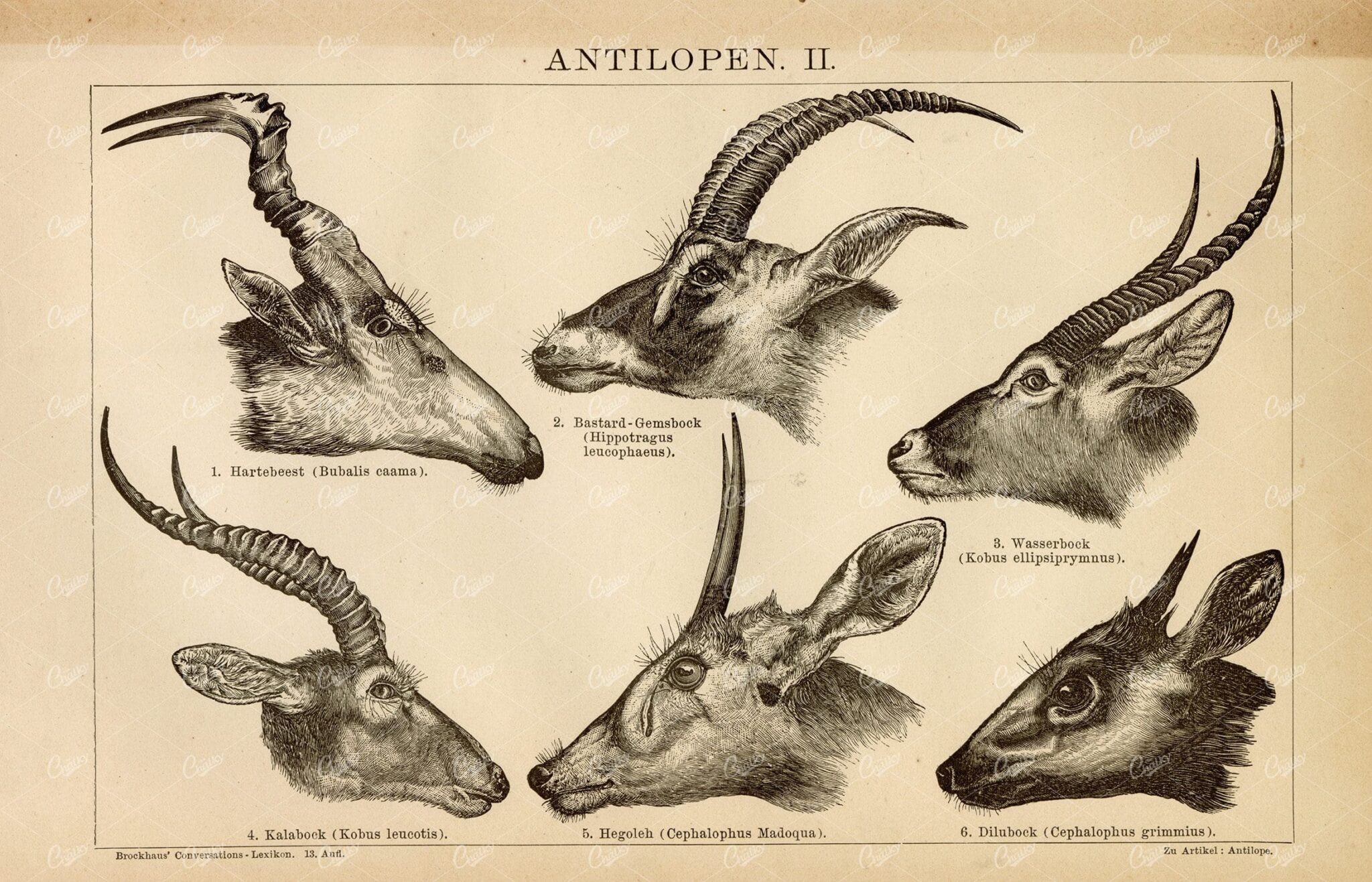 ANTELOPES Vintage German Encyclopedia Print 1882