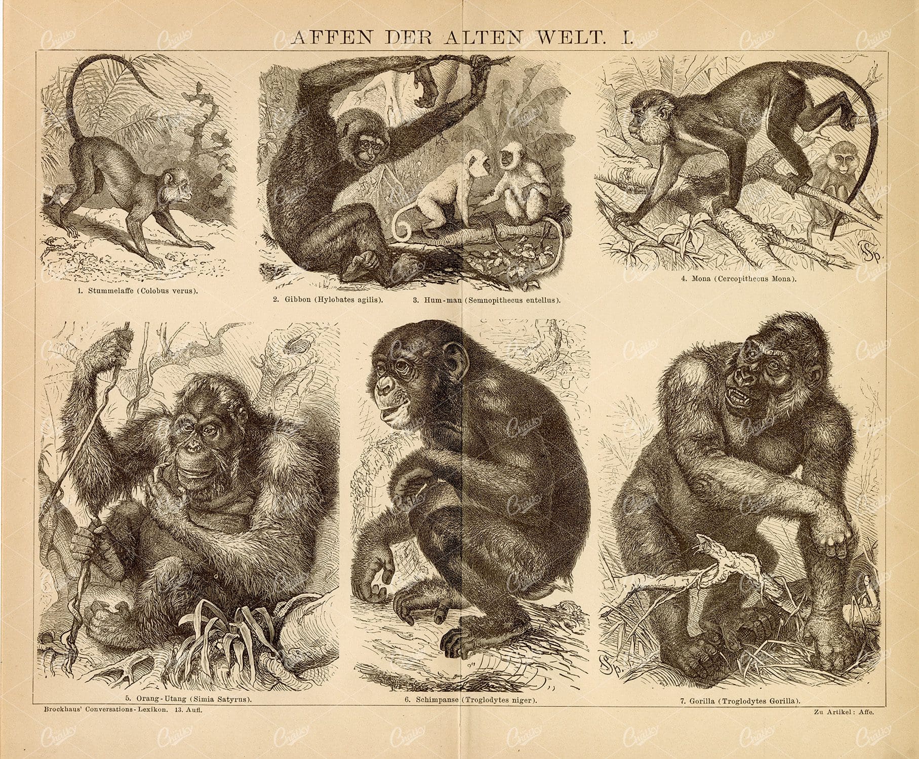 MONKEYS of the Old World  - Colobus Monkey, Gibbon, Gorilla