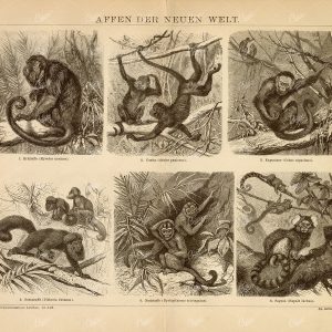 MONKEYS of the New World - Howler Monkey, Capuchin, Satan Monkey