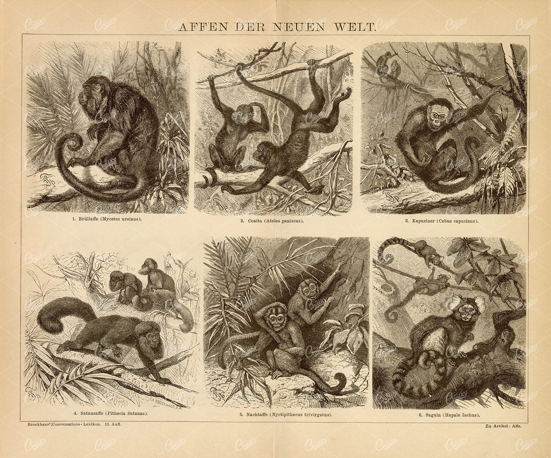 MONKEYS of the New World - Howler Monkey, Capuchin, Satan Monkey