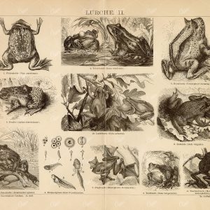 AMPHIBIAN Vintage Print 1882 - Pond Frog, Horn Frog, Tree Frog