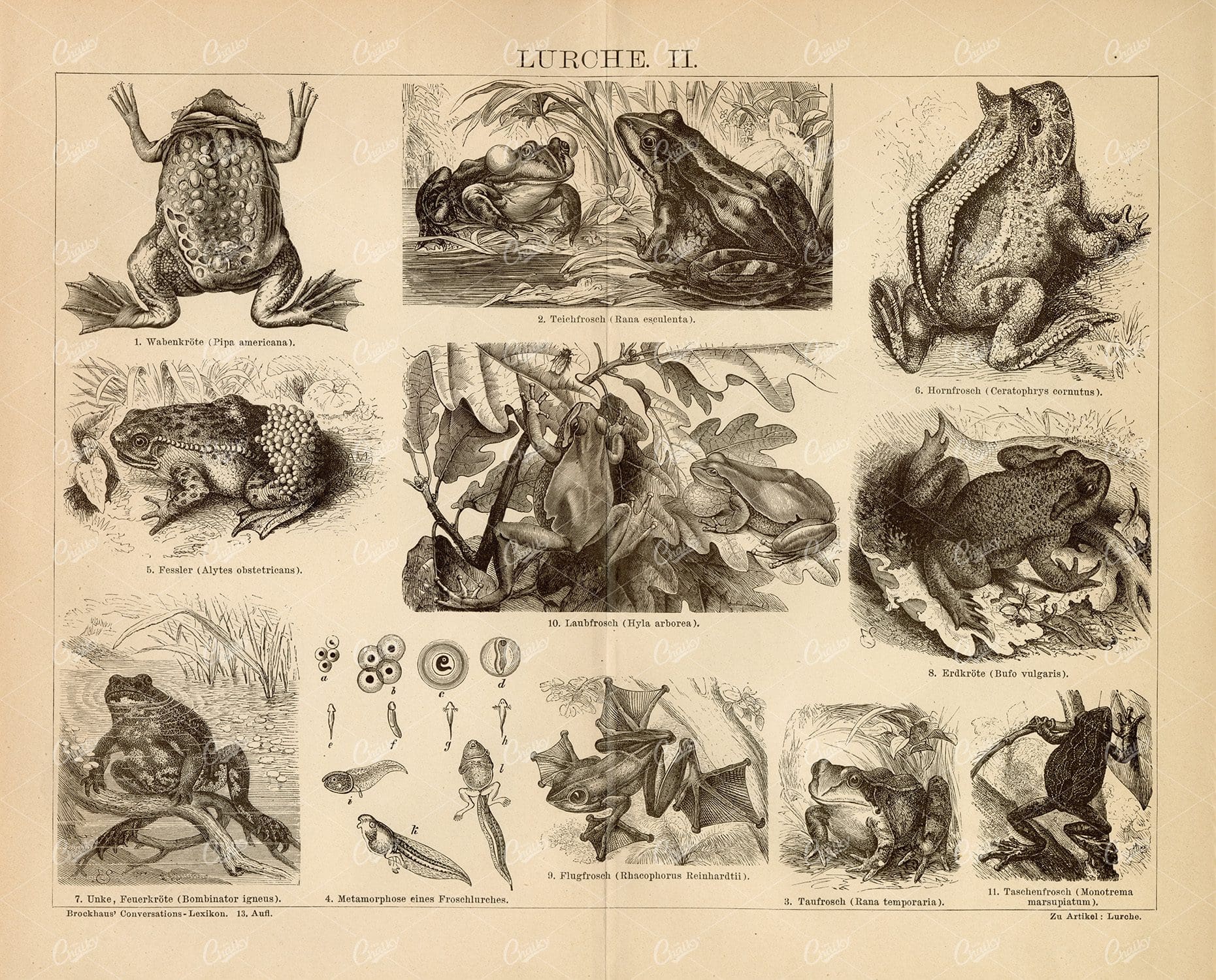 AMPHIBIAN Vintage Print 1882 - Pond Frog, Horn Frog, Tree Frog