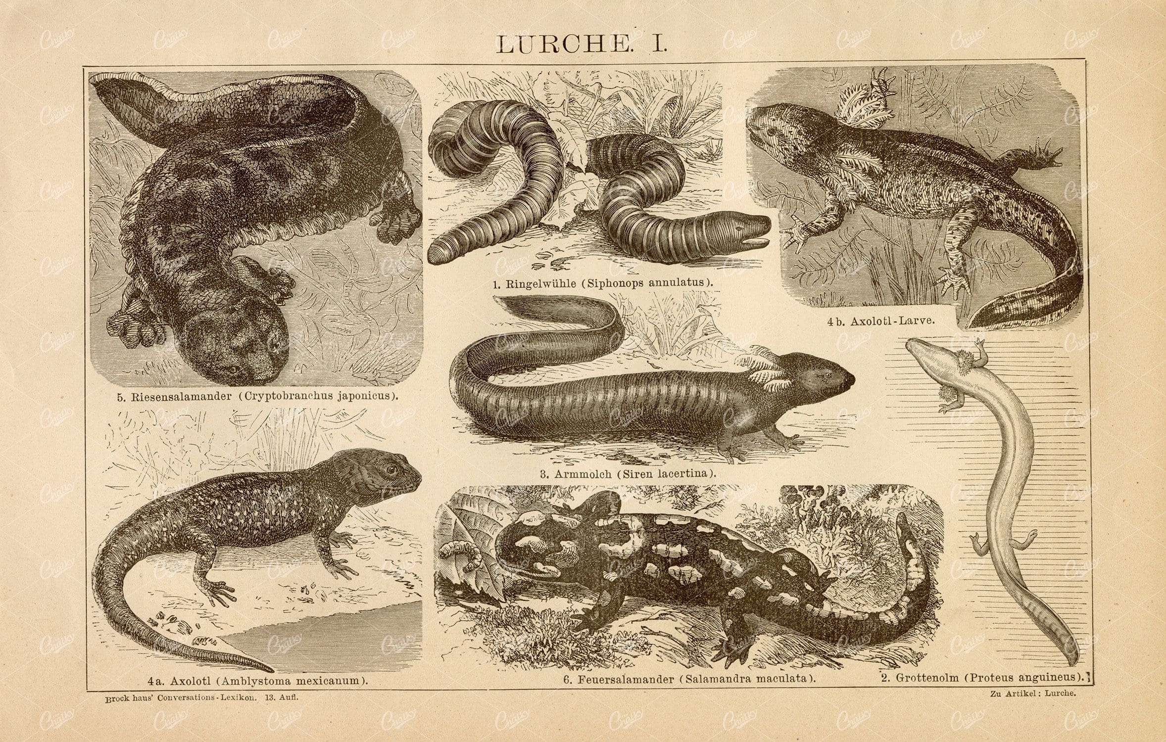 AMPHIBIAN Vintage Print 1882 - Giant Salamander, Fire Salamander