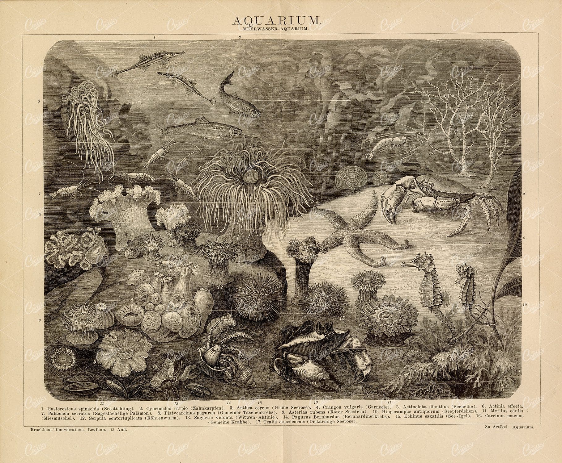 VINTAGE Old Encyclopedia 1882 Print of a Aquarium