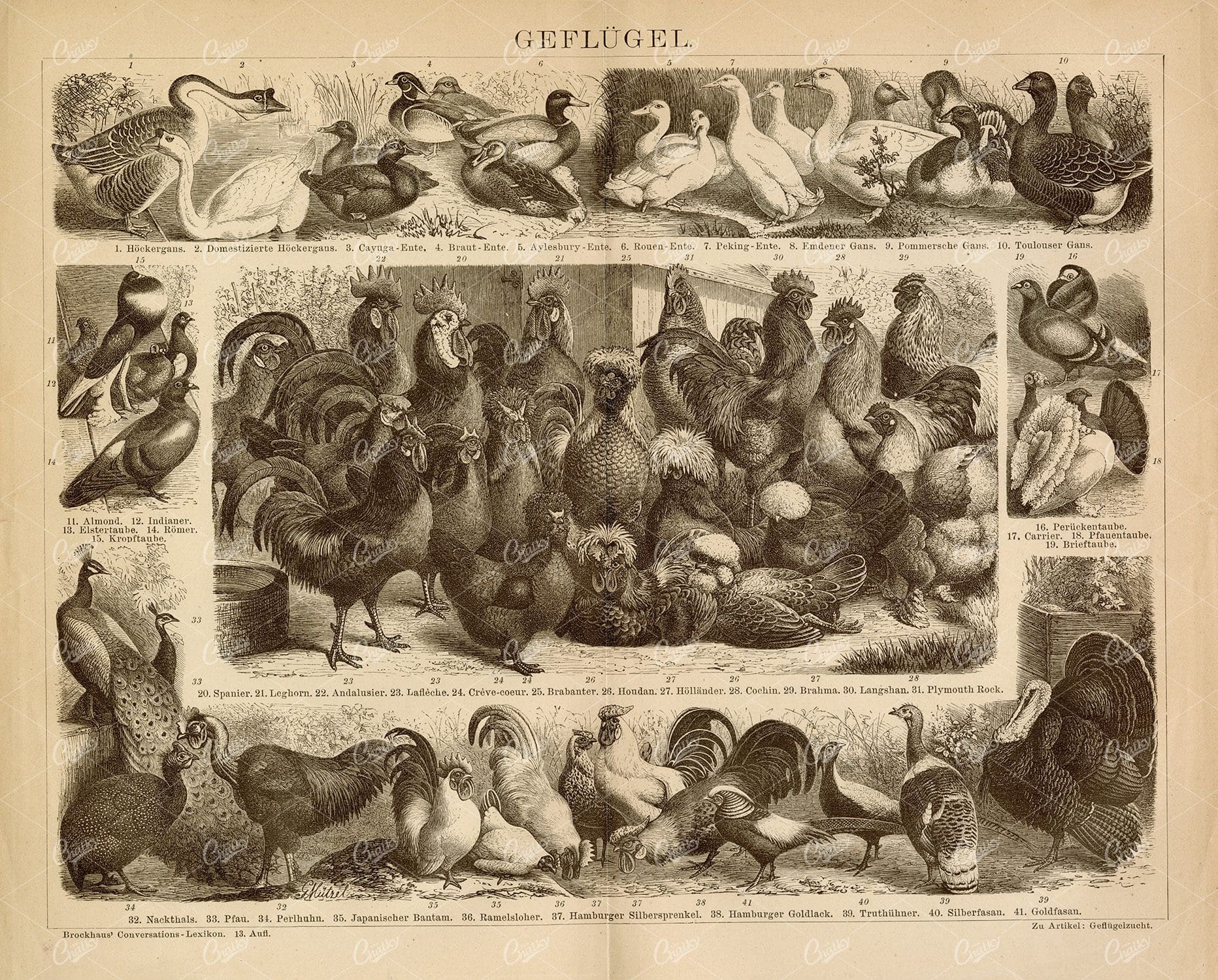 POULTRY - Vintage 1882 Print - Stool Goose, Aylesbury Duck