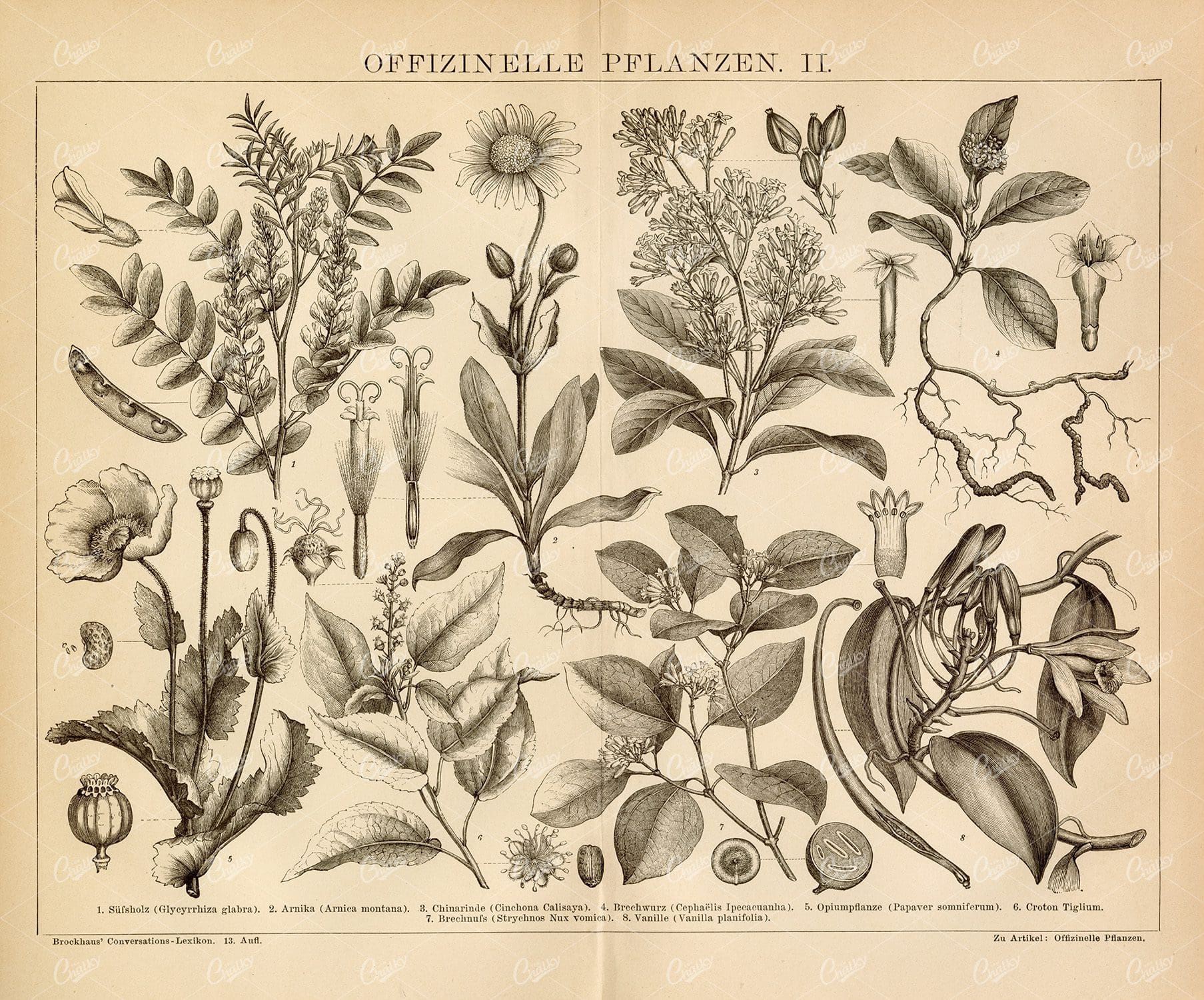VINTAGE Botanical Print - Chinese Bark, Gagwort, Opium Plant