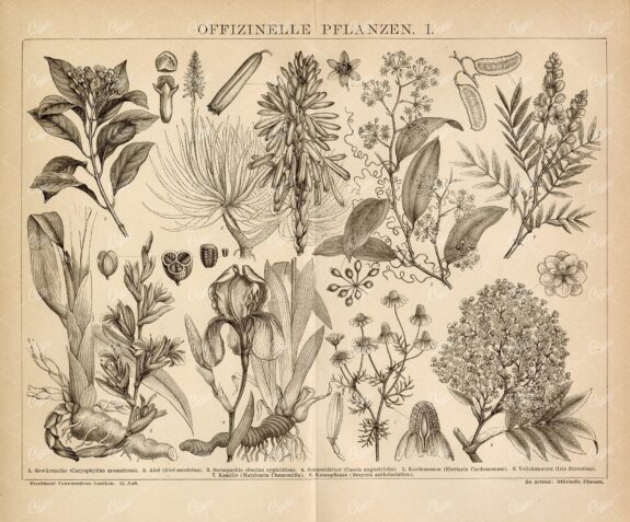 VINTAGE Botanical Print - Clove, Aloe, Chamomile, Violet Root