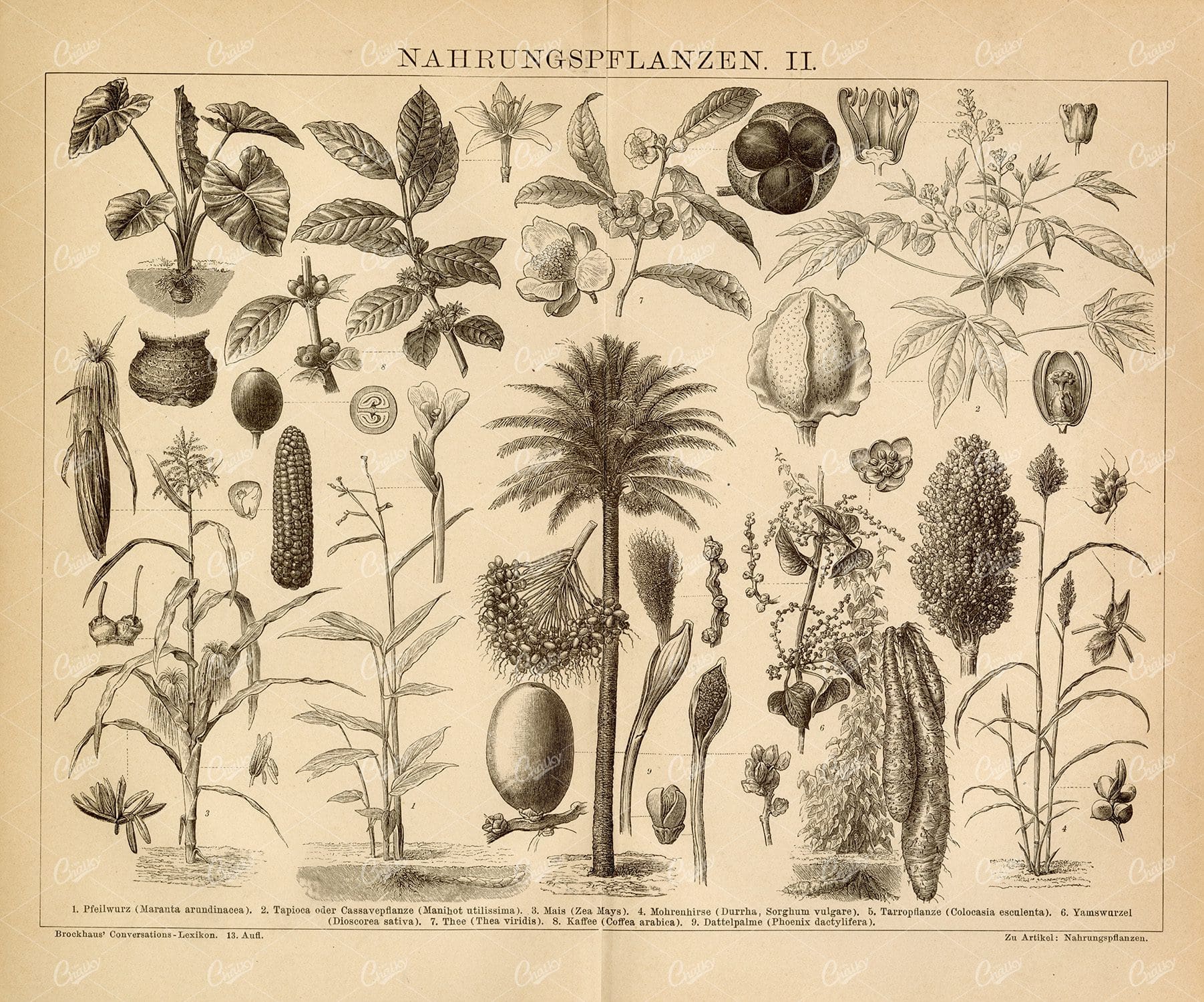 VINTAGE Botanical Print - Food Plants - Arrowroot, corn, Carrot, Coffee
