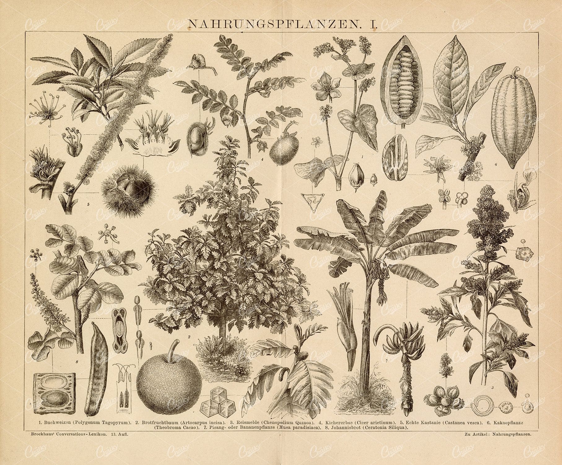VINTAGE Botanical Print - Food Plants - Buckwheat, Breadfruit Tree