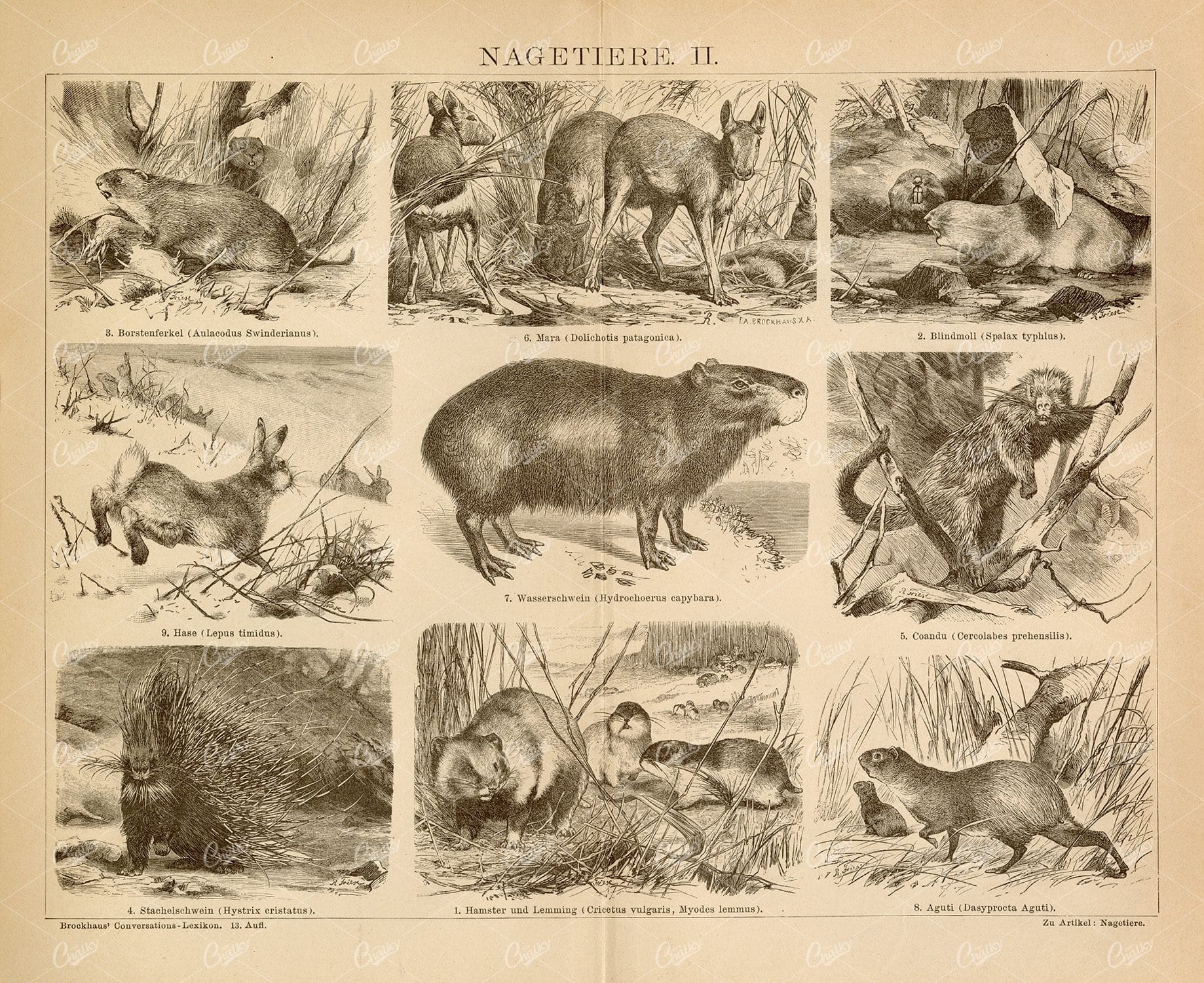 RODENTS - 1882 Vintage Print - Bristle Piglet, Blind Mole, Hare, Porcupine