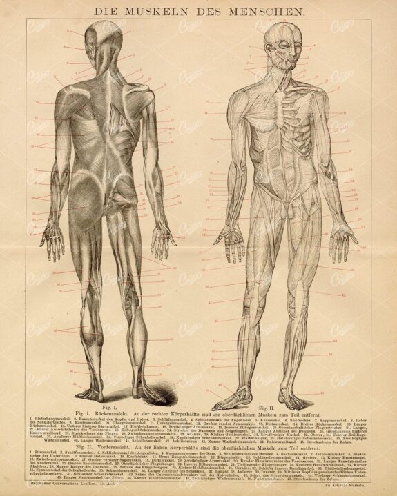 THE Muscles of Man - Vintage 1882 Encyclopedia Print