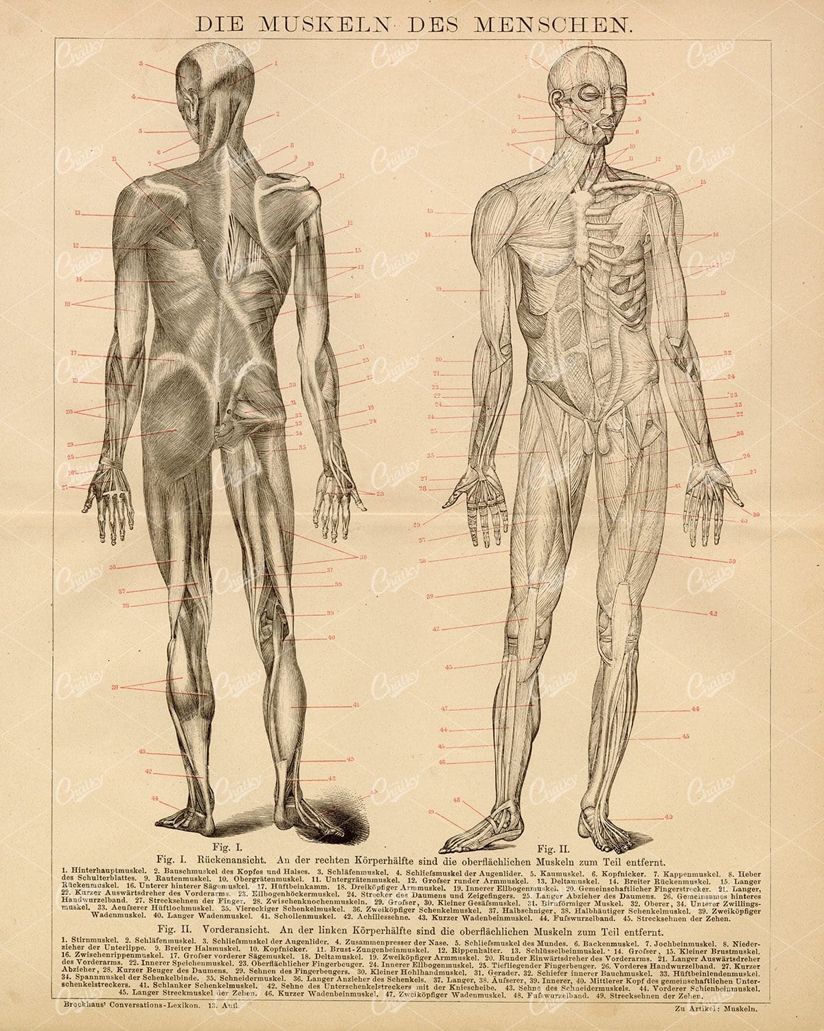 THE Muscles of Man - Vintage 1882 Encyclopedia Print