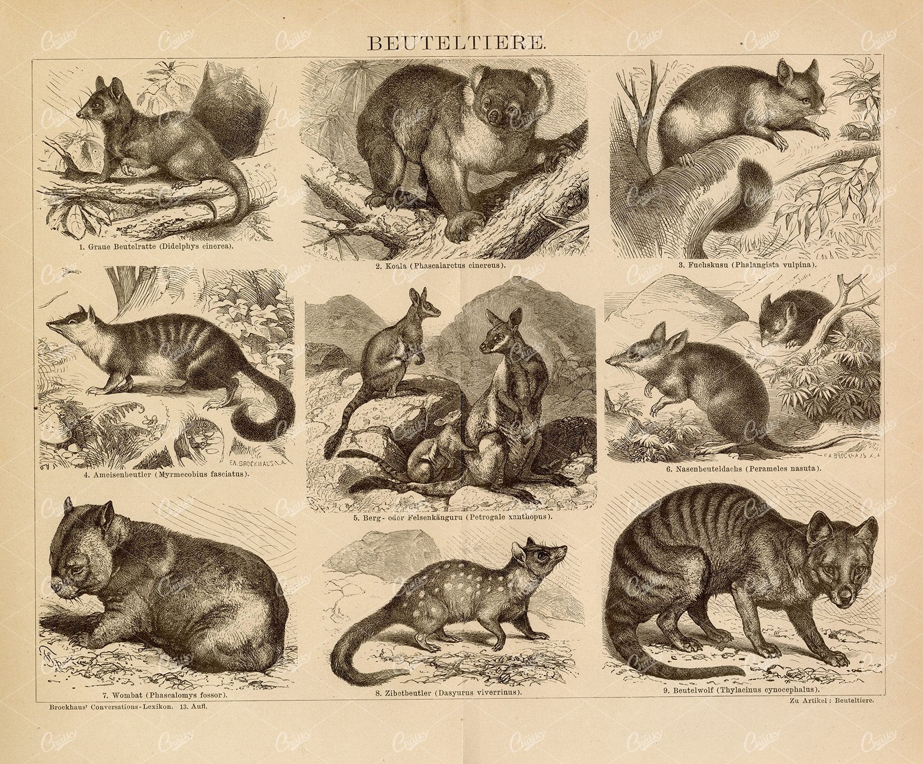 MARSUPIALS - Koala, Wombat, Castle or Rock Kangaroo