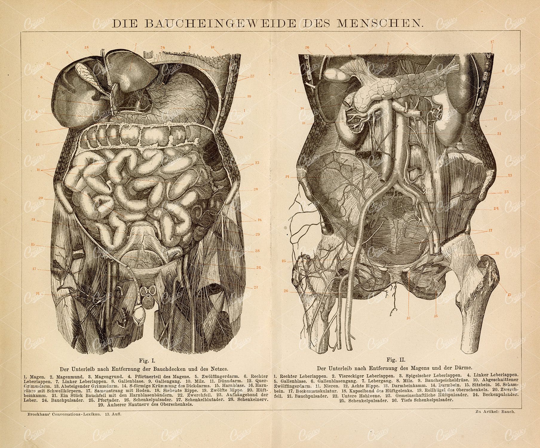 ANTIQUE 1882 Print of the Intestines of the Human Body