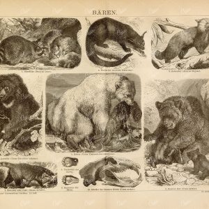 BEARS - Racoon, Polar Bear, Brown Bear and cubs - Vintage Print