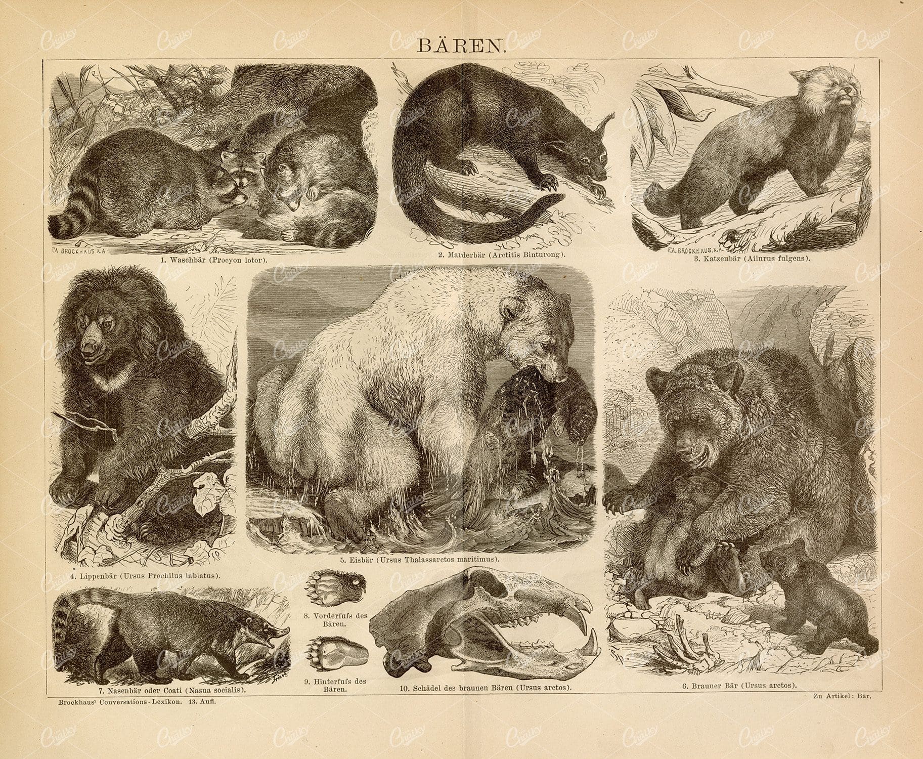 BEARS - Racoon, Polar Bear, Brown Bear and cubs - Vintage Print