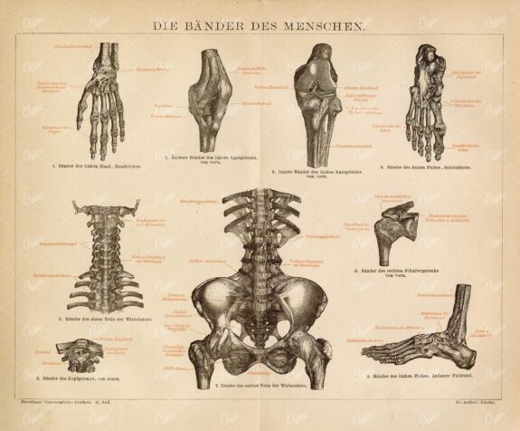 VINTAGE 1882 Print - The Ligaments of the Person