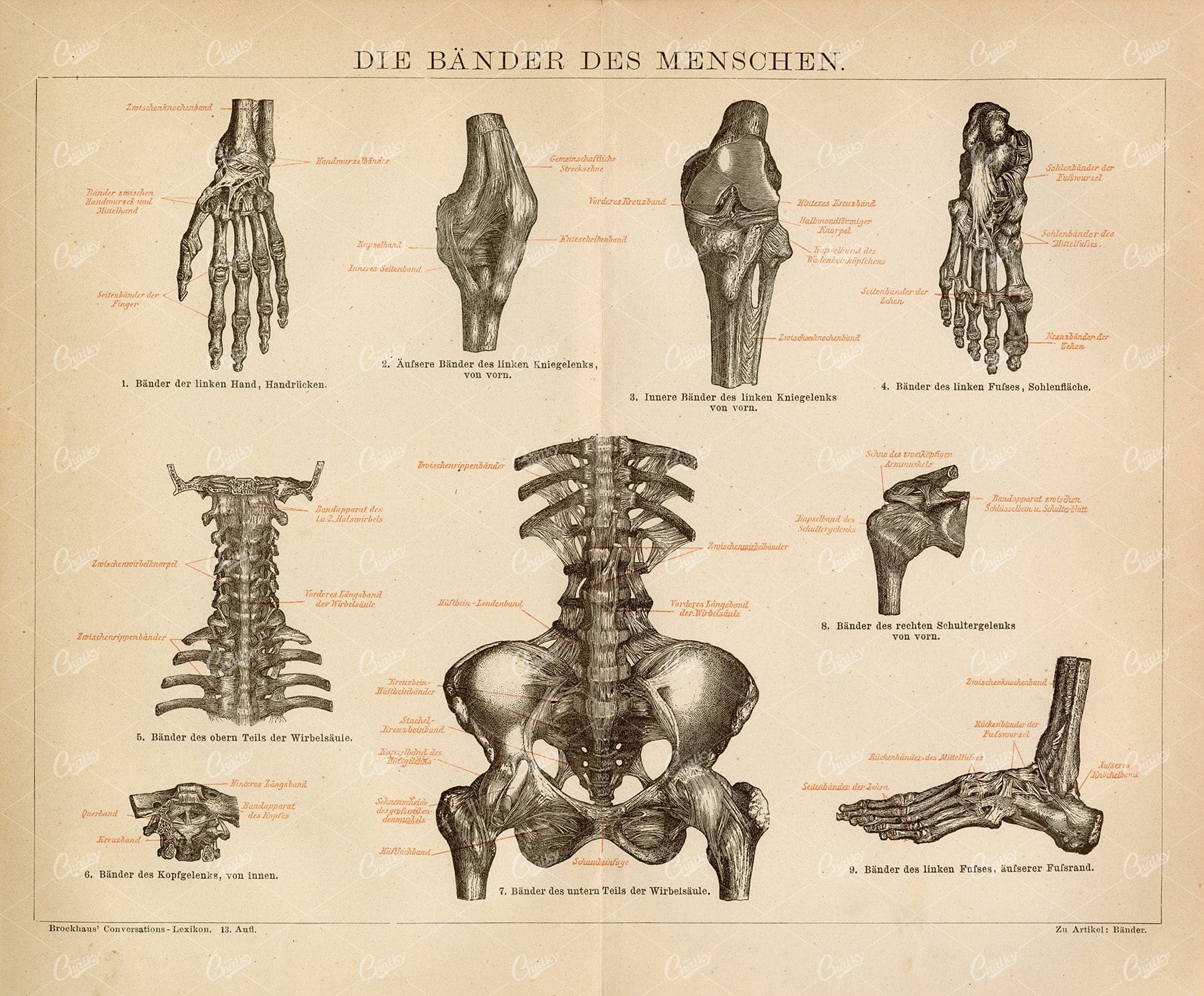 VINTAGE 1882 Print - The Ligaments of the Person