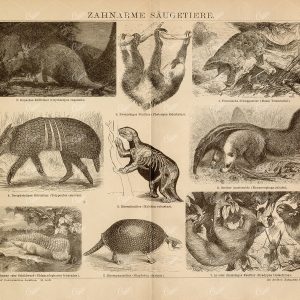 TOOTHLESS Mammals Antique Print - Two-Toed Sloth, Girdle Mouse