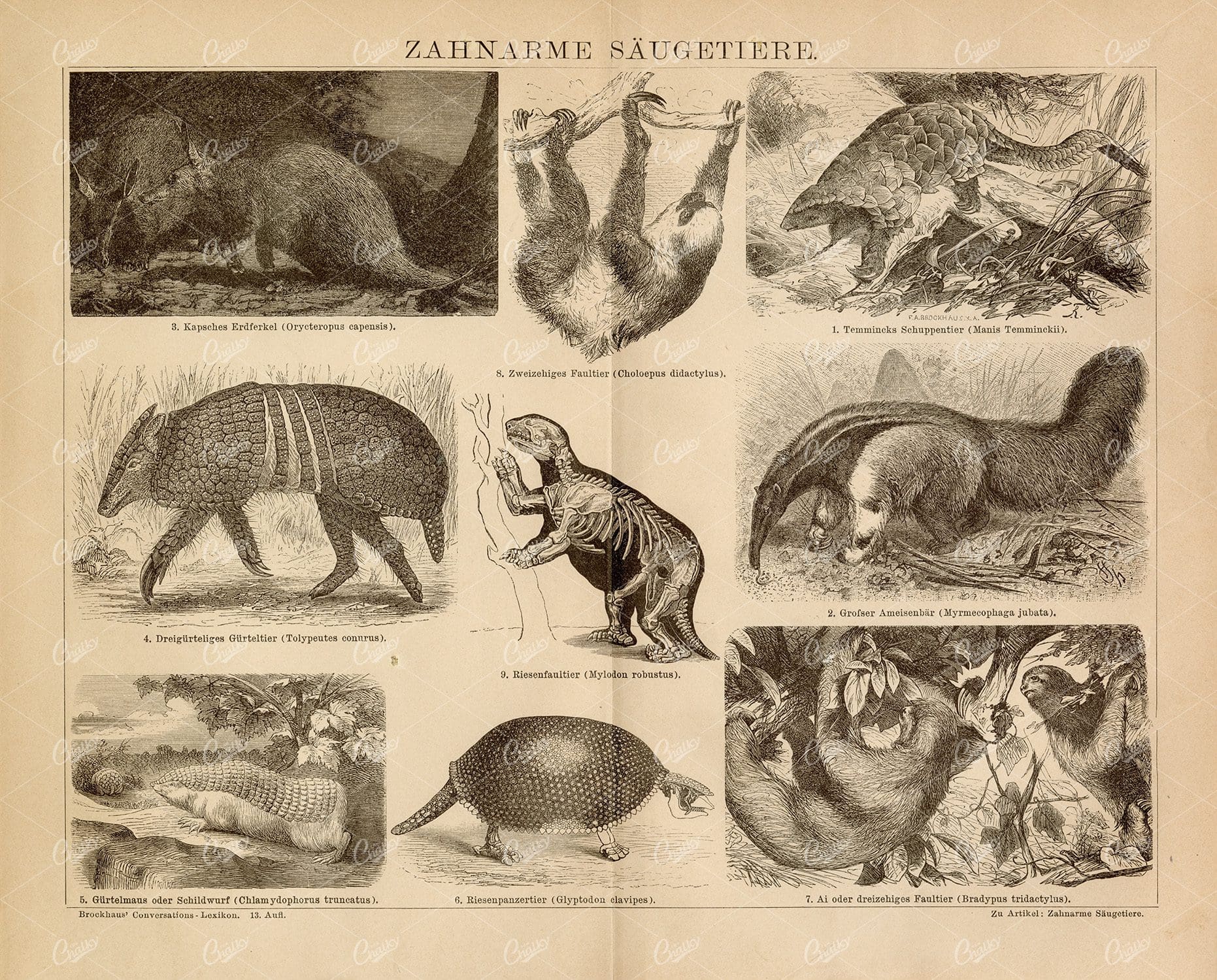 TOOTHLESS Mammals Antique Print - Two-Toed Sloth, Girdle Mouse