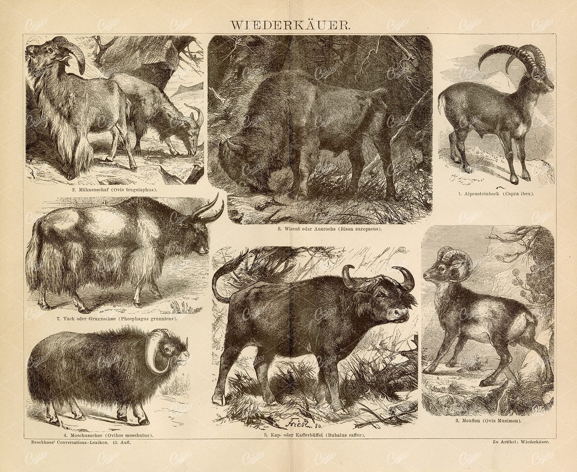 HORNED Mammals Antique Print - Yack, Musk Ox, Bison, Ibex
