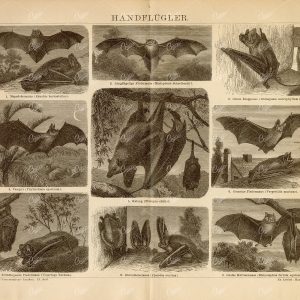BATS Vintage Print - Vampire Bat, Long Eared Bat, Great Horseshoe Bat