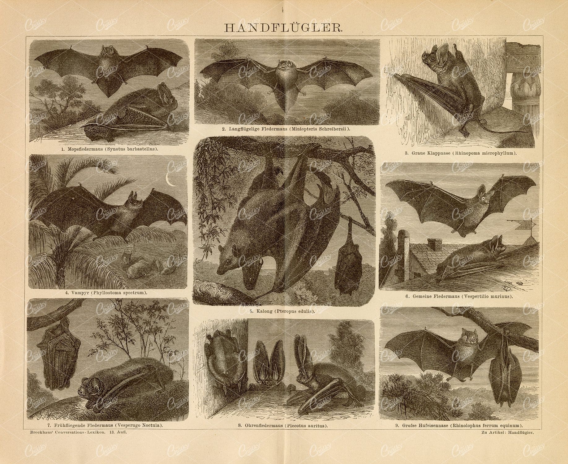 BATS Vintage Print - Vampire Bat, Long Eared Bat, Great Horseshoe Bat