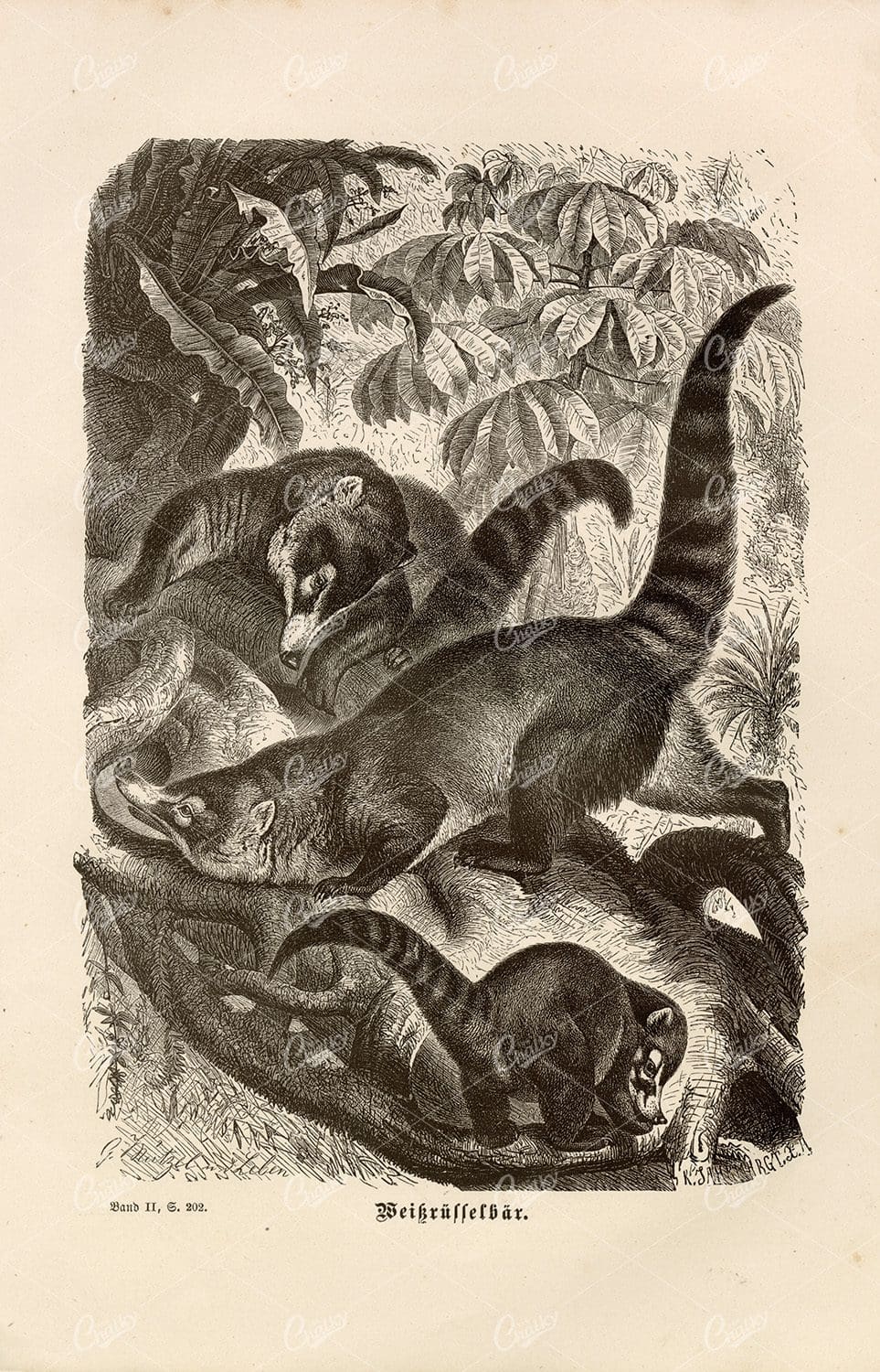 WHITE NOSED COATI - Beautiful German Vintage Wildlife Print
