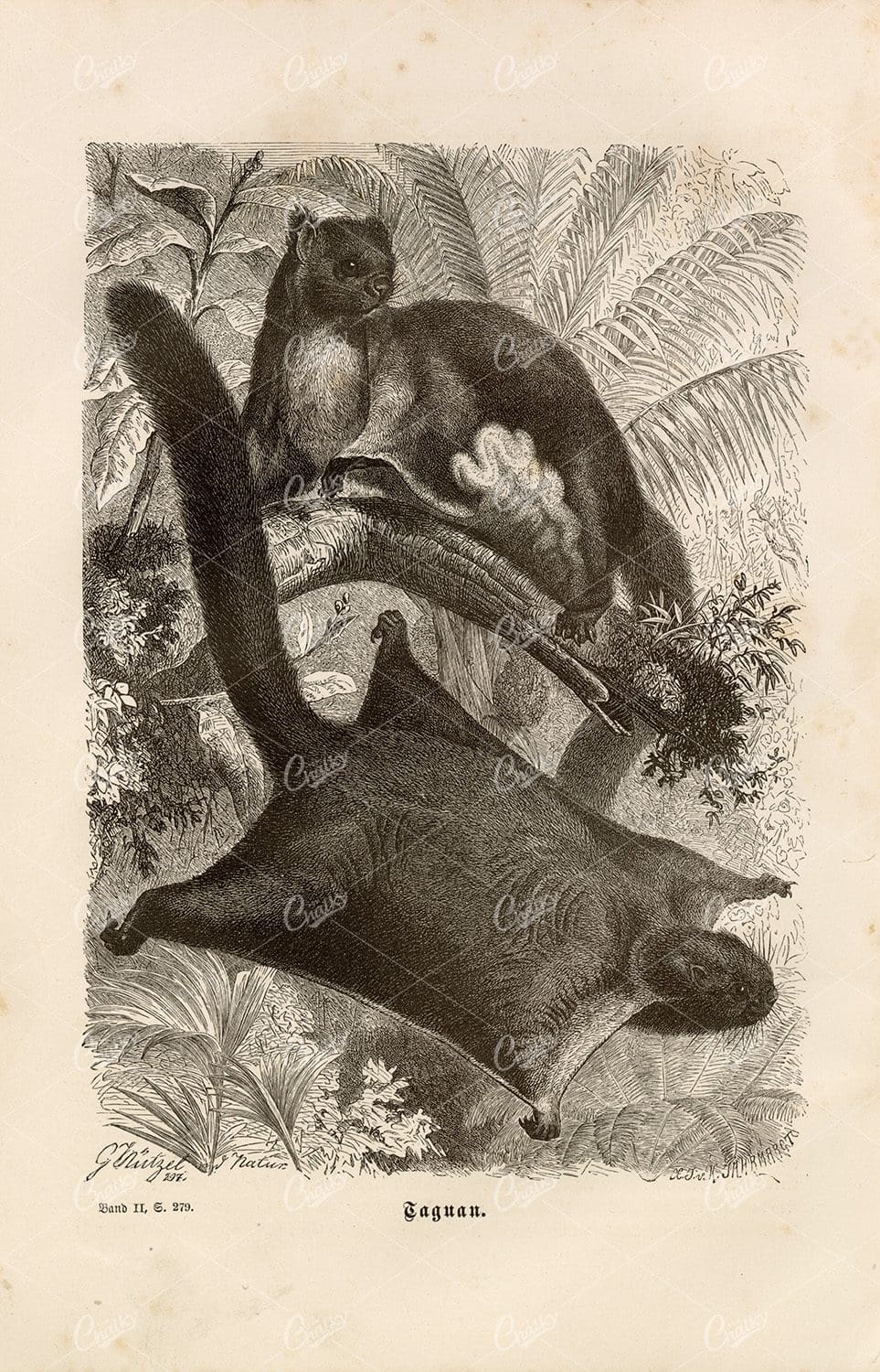 TAGUAN (Flying Squirrel) - Antique German Wildlife Print 1877