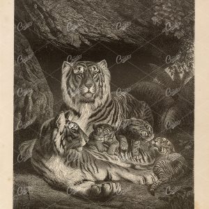 TIGER Family - Beautiful Vintage German Wildlife Print 1877