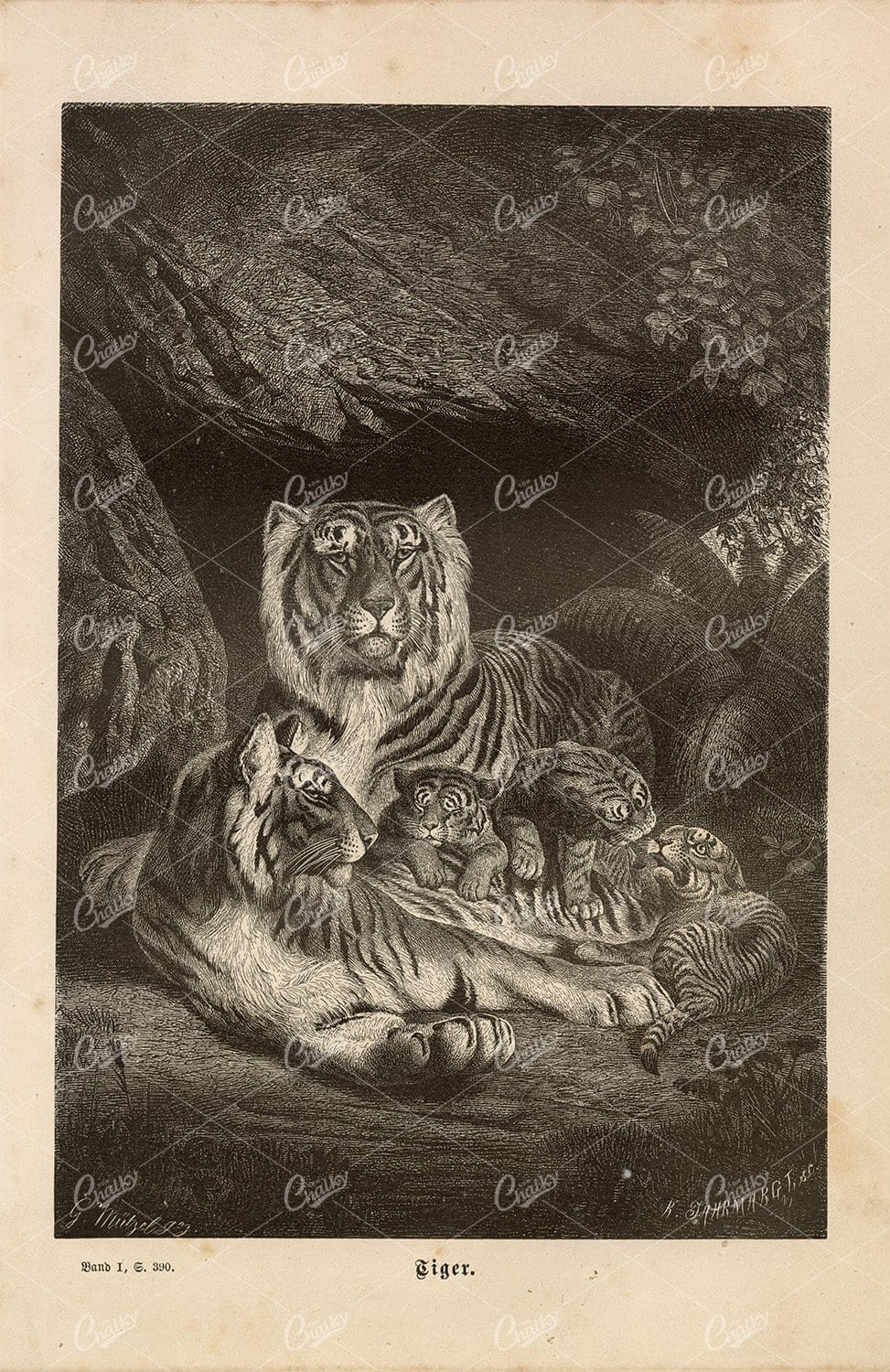 TIGER Family - Beautiful Vintage German Wildlife Print 1877
