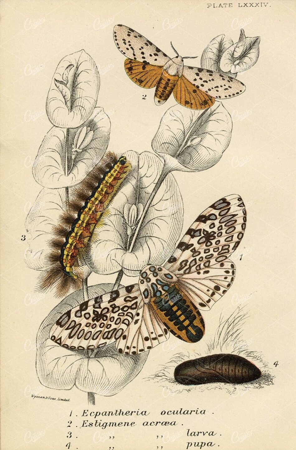 Vintage Coloured Print Of Moths - 1896 Lloyd's Natural History